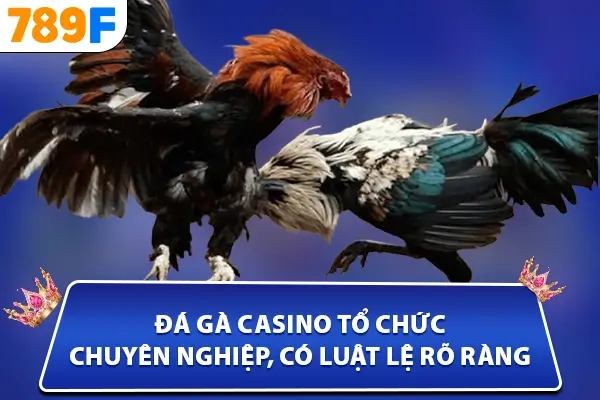 Đá gà casino - tổ chức chuyên nghiệp, có luật lệ rõ ràng Đá gà casino - tổ chức chuyên nghiệp, có luật lệ rõ ràng